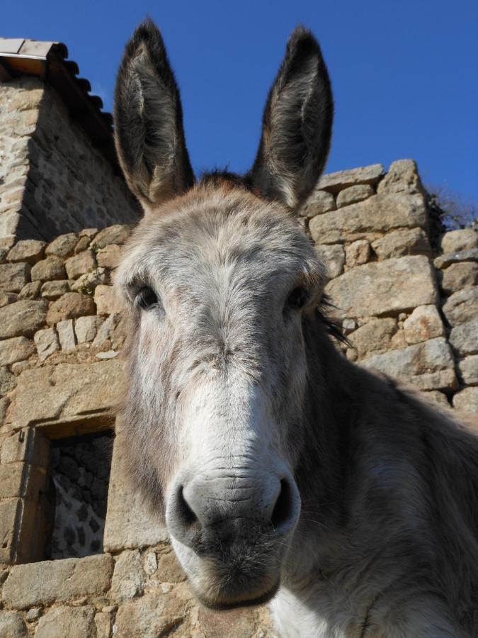 Gîte de Chapelèche Les Châtaigniers Gluiras Esterno foto